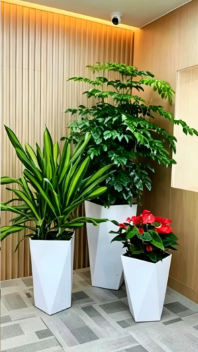 江北绿化养护植物工-鄞州绿植租赁公司-海曙办公室植物租赁-鄞州花卉租赁展示